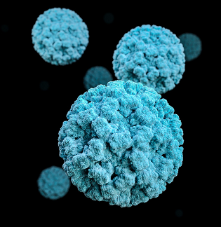 Norovirus image for blog