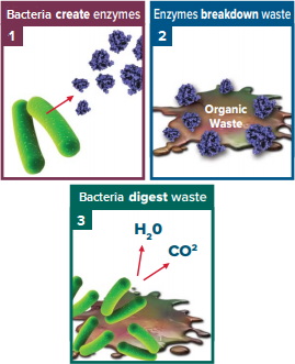 bacteria enzymes waste