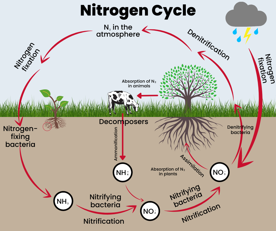 The graphic showing the nitrogen cycle
